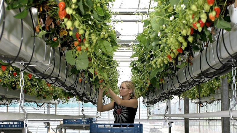 Klimaat